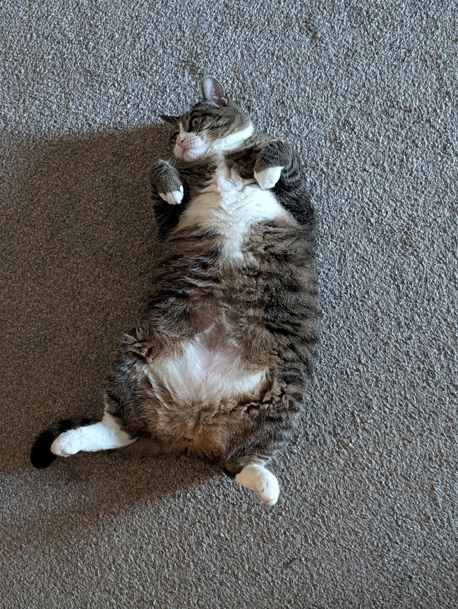 A tabby mackerel cat on her back on a beige carpet showing her belly's white patches that match her white-tipped paws and white muzzle. 