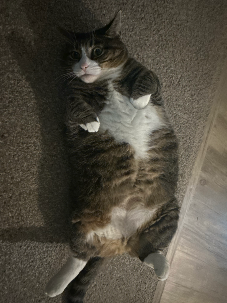 Biscuits the cat, a tabby mackerel with white tipped paws, a white muzzle, and white patches on her belly is lying on her back with wide eyes