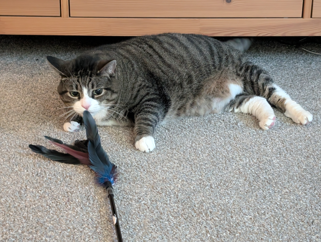 Tabby Mackerel cat with a white belly and white tipped paws lying on her side gently biting a feather toy - Biscuits