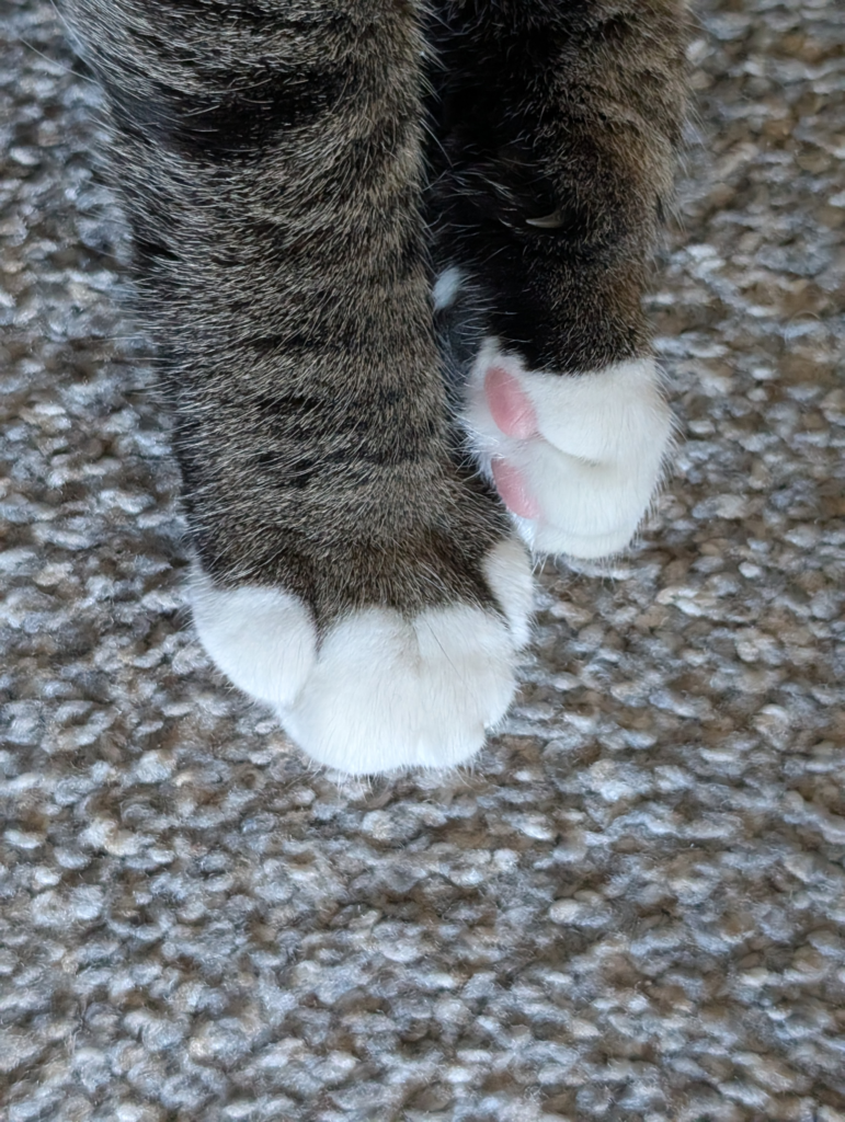 white tipped tabby mackerel paws - Biscuits