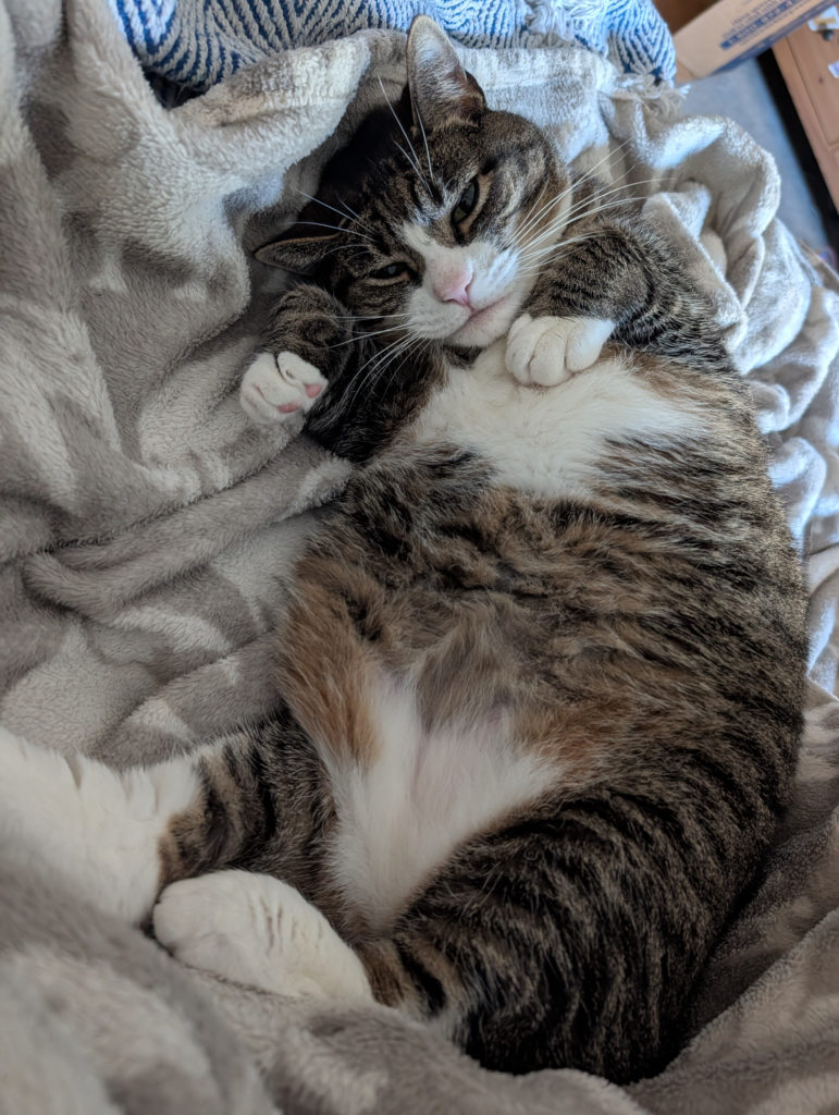 Tabby Mackerel cat with a white belly and white tipped paws lying on her back with her paws bent down over her front - Biscuits