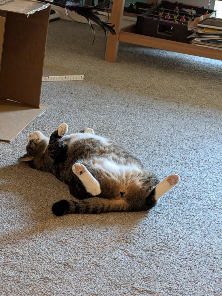 Biscuits a tabby mackerel cat with a white patch on her belly and paws lying on her back - Biscuits