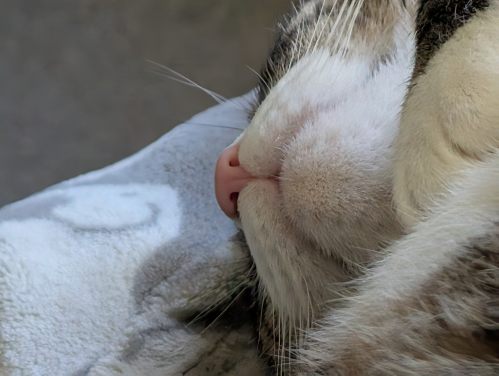 Biscuit's white chin and cheeks zoomed in on her pink nos while she snoozes