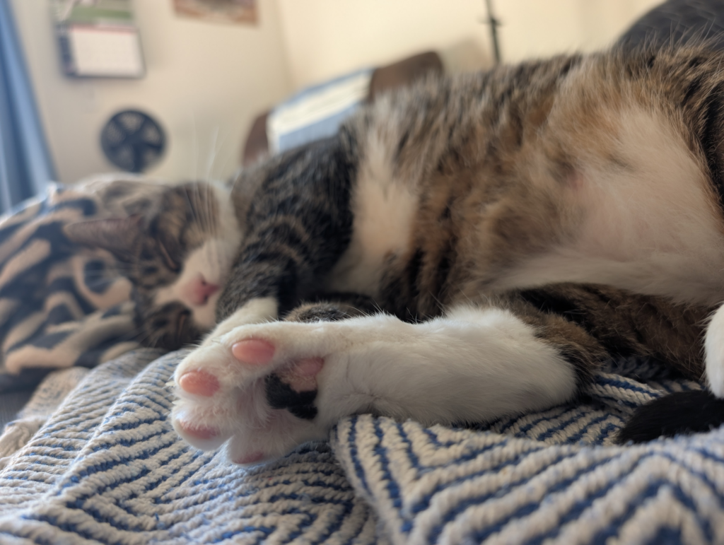 Tabby Mackerel cat with a white belly and white tipped paws lying on her side with her back foot in focus on a stripped blanket - Biscuits