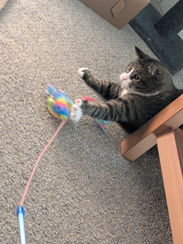 Biscuits a tabby mackerel cat with a white patch on her cheeks attacking a rainbow pinata toy