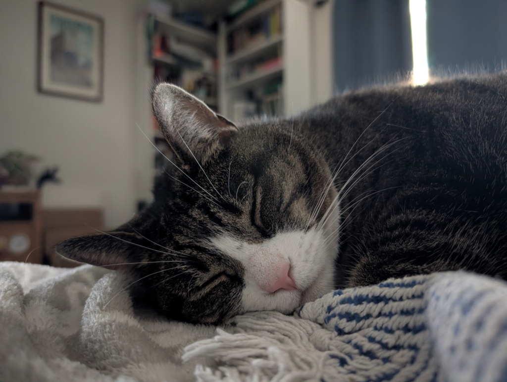 Biscuits face zoomed in on her sleeping on a blue and white striped blanket