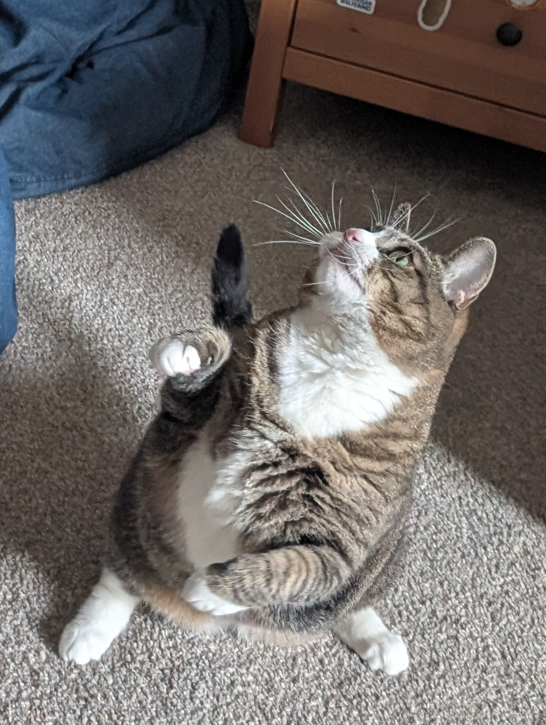 Biscuits the cat, a tabby mackerel with white tipped paws, a white muzzle, and white patches on her belly is standing on her hind legs ready to swat at her pinata toy