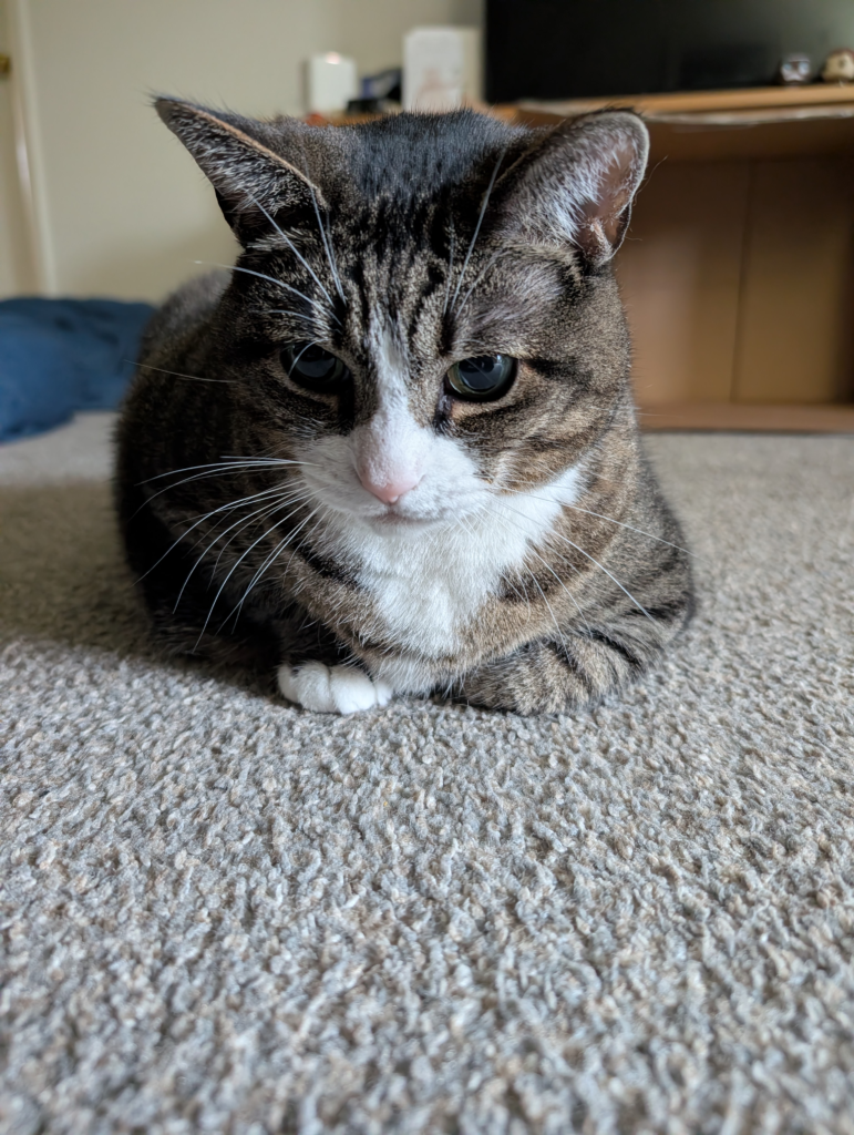 Tabby Mackerel cat with a white belly and white tipped paws lying on beige carpet looking just down to the left of the camera - Biscuits