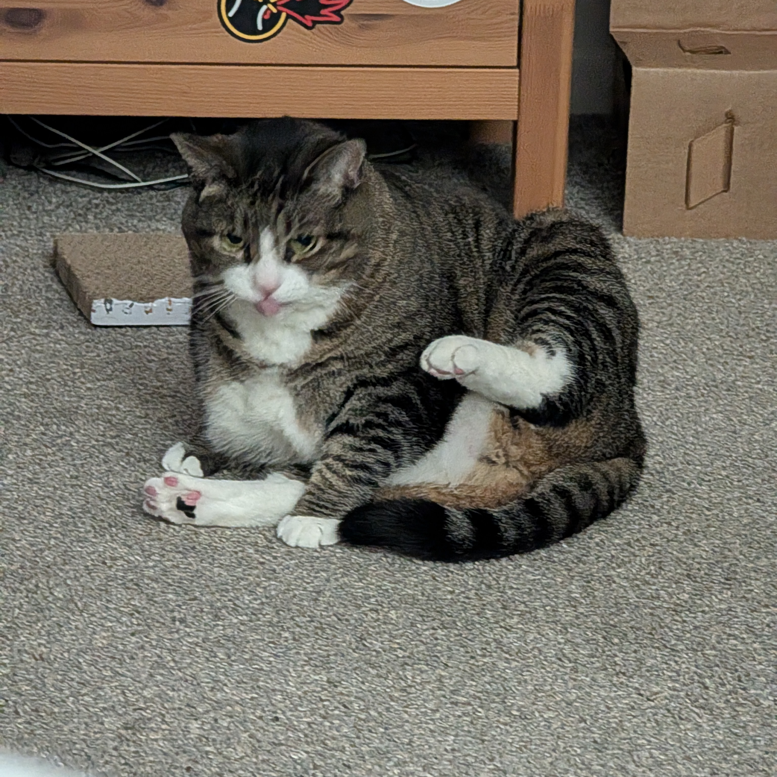 Biscuits the cat, a tabby mackerel with white tipped paws, a white muzzle, and white patches on her belly is sitting in an awkward position with her tongue sticking out, paused in the middle of cleaning herself