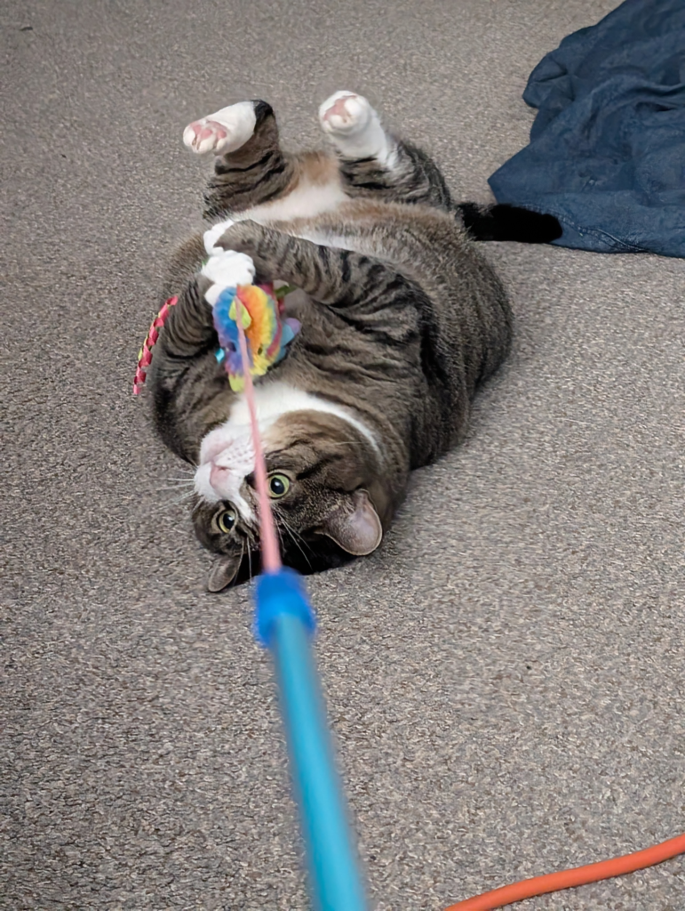 Biscuits a tabby mackerel cat with a white patch on her cheeks lying on her back with her paws up holding a rainbow pinata toy