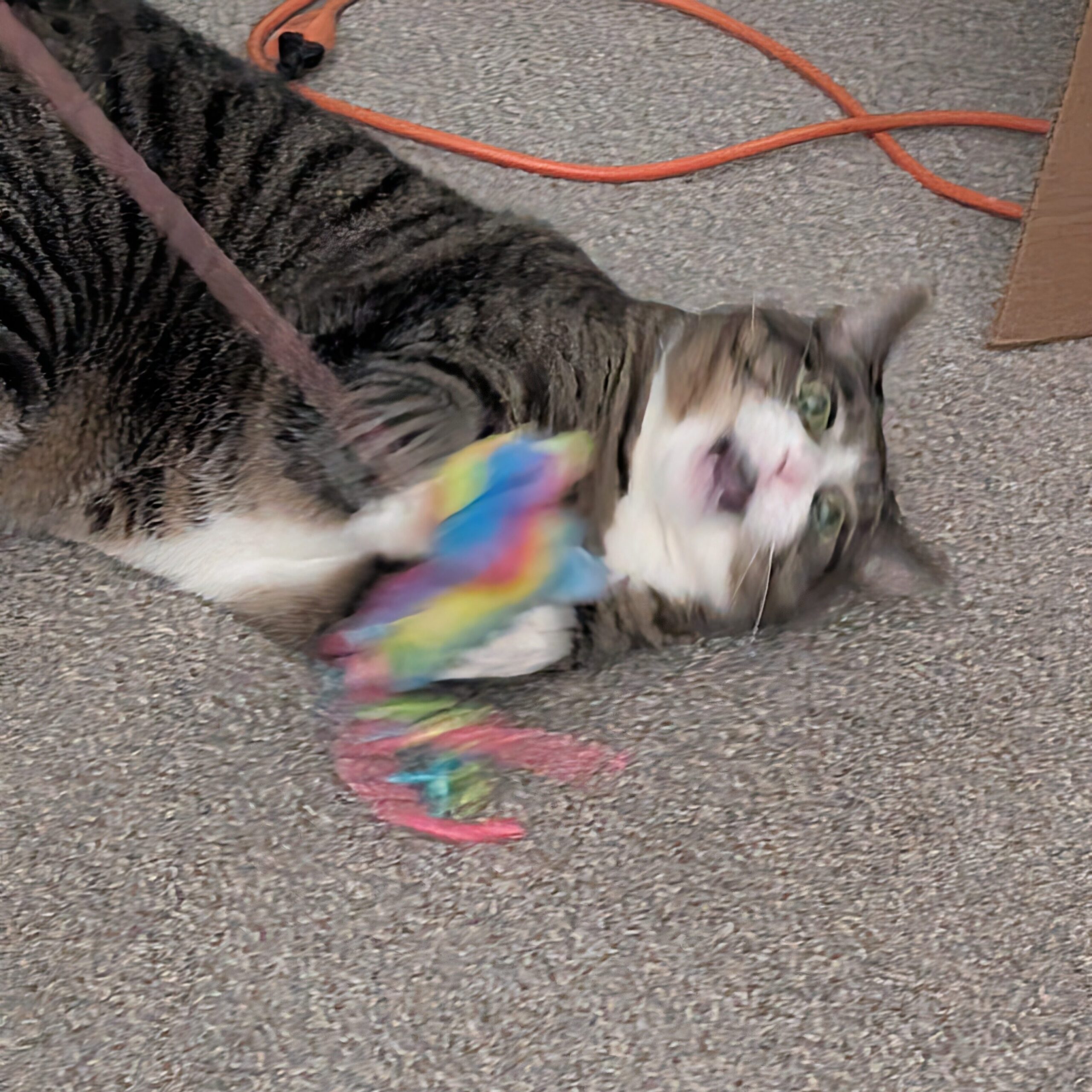 Biscuits the cat, a tabby mackerel with white tipped paws, a white muzzle, and white patches on her belly is blurry with her mouth open as she goes absolutely ham on a rainbow pinata toy