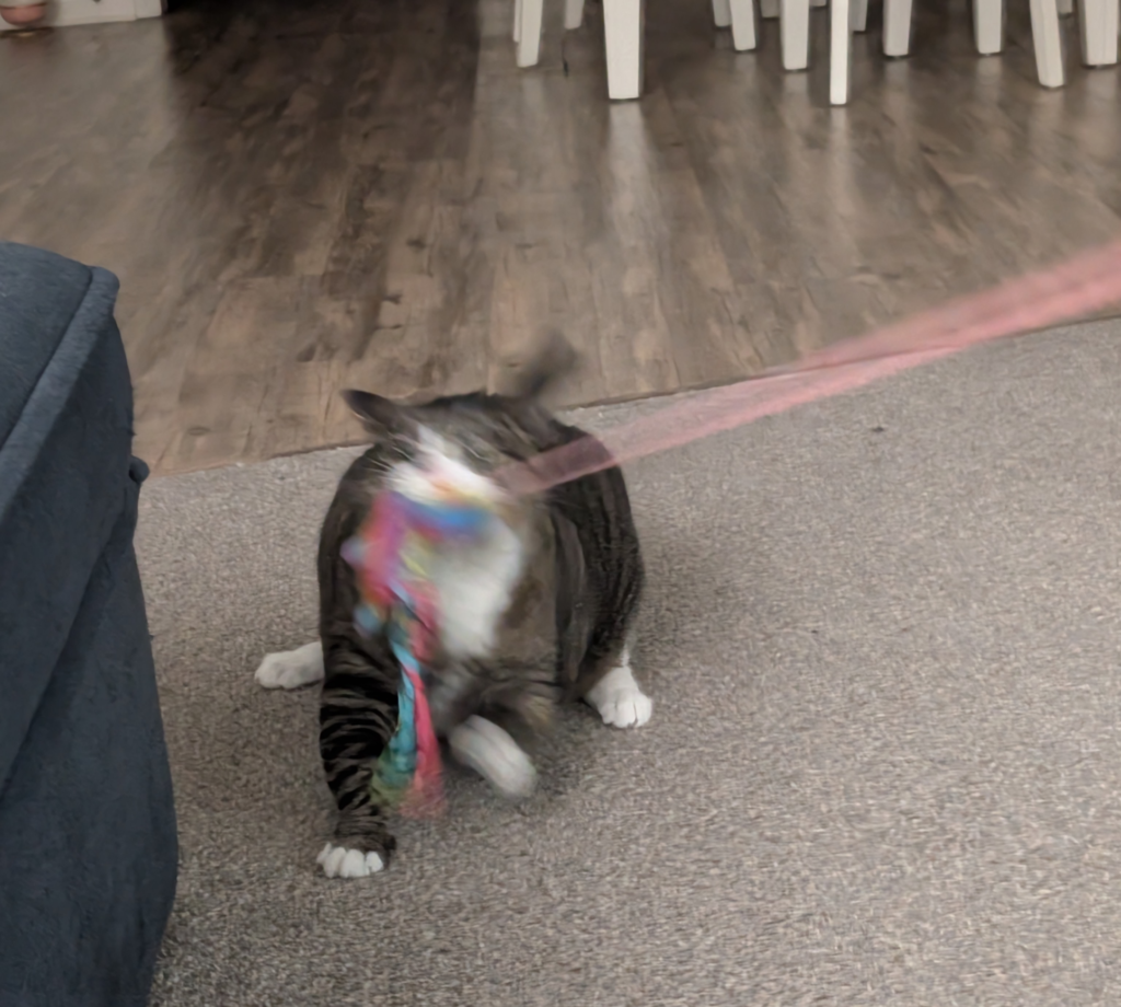 Biscuits the cat, a tabby mackerel with white tipped paws, a white muzzle, and white patches on her belly is blurry while going absolutely ham on her rainbow pinata toy
