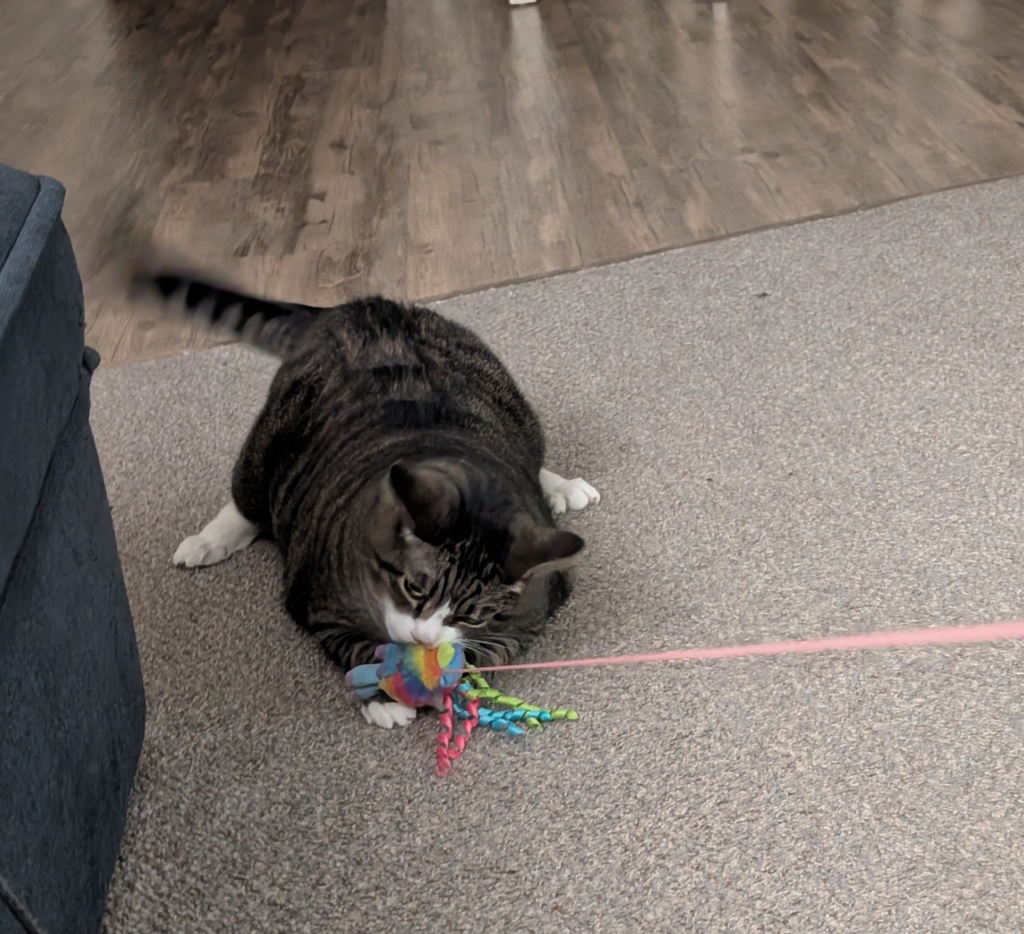 Biscuits the cat, a tabby mackerel with white tipped paws, a white muzzle, and white patches on her belly is playing with her rainbow pinata toy