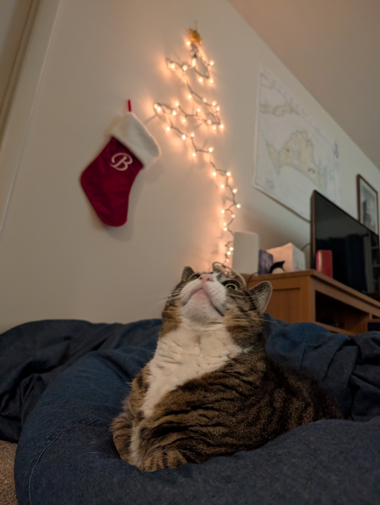 Biscuits on her bean bag looking up at a flat Christmas tree made of lights on the wall and her stocking embroidered with a golden B