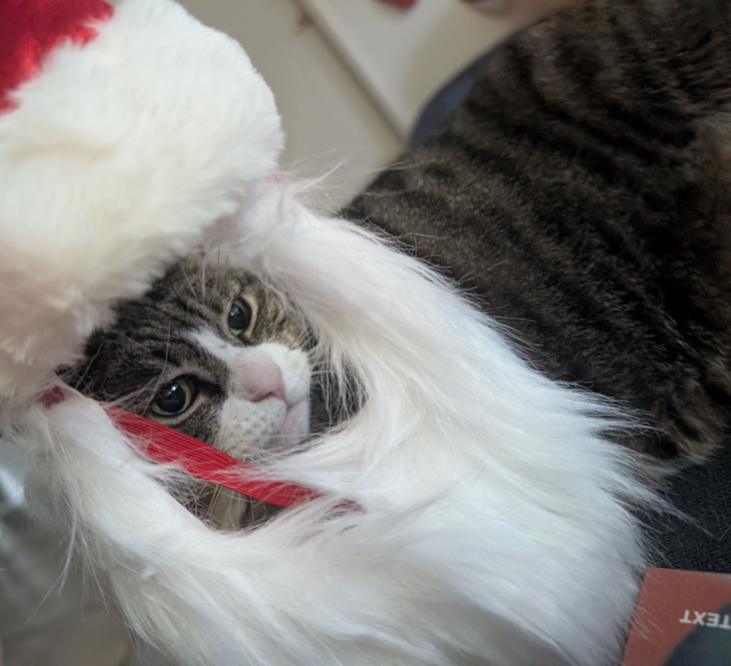 Biscuits's face seen through a santa hat and beard