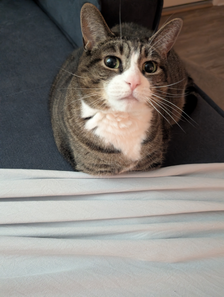 Biscuits refusing to move as I spread a sheet over her little paws